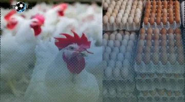 أسعار الدواجن اليوم تتراجع بصورة كبيرة مع مفاجأة في سعر كرتونة البيض